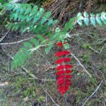 benefits of berberine