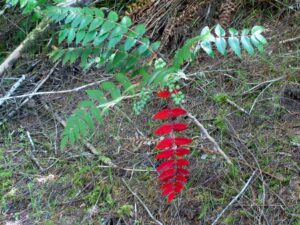 benefits of berberine