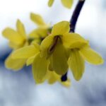 berberine alice, insect, eat honey